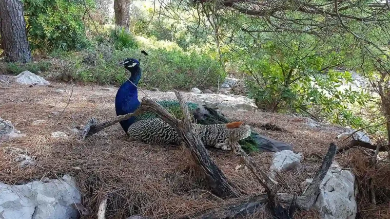 A peacock found chilling on Island.